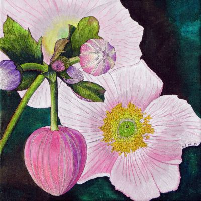 gertrud_poellmann_herbstanemone