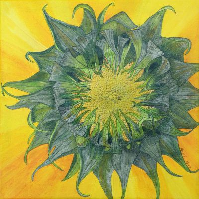 gertrud_poellmann_sonnenblume
