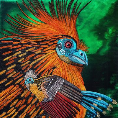gertrud_poellmann_hoatzin